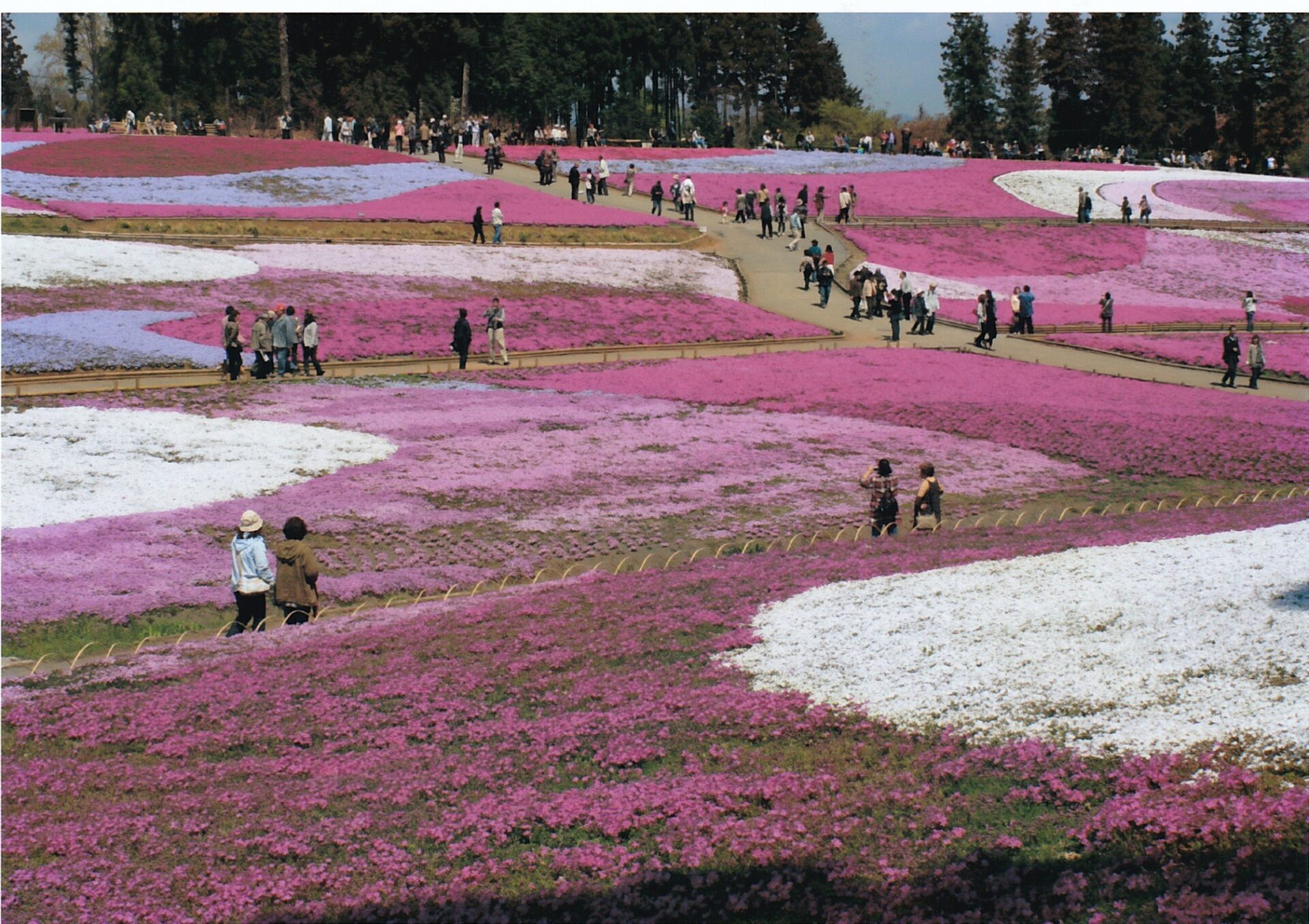 羊山の芝桜　秩父市